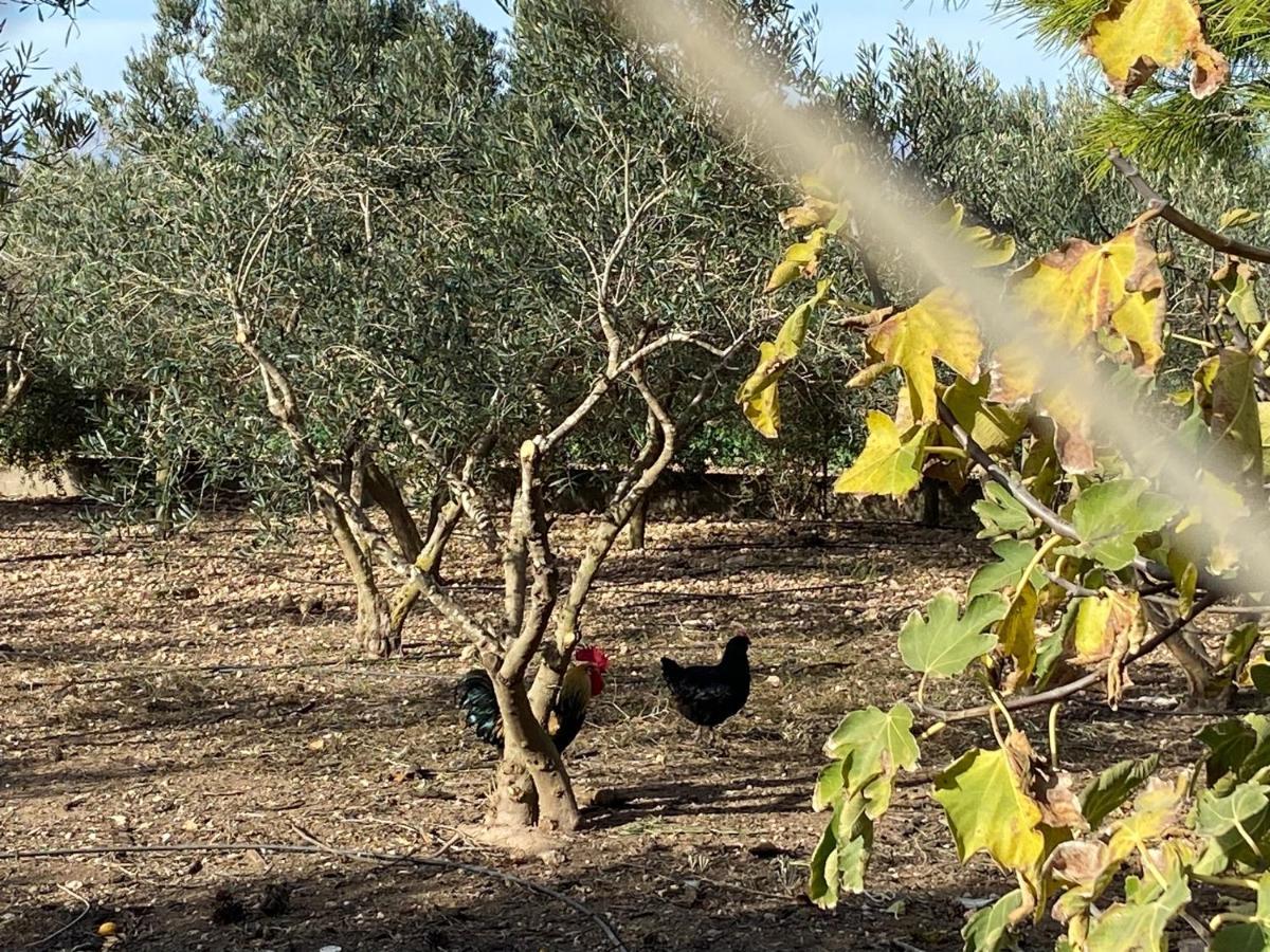 Cortijo Rural Barranco La Higuera Aguamarga 7 Villa อัลเมรีอา ภายนอก รูปภาพ